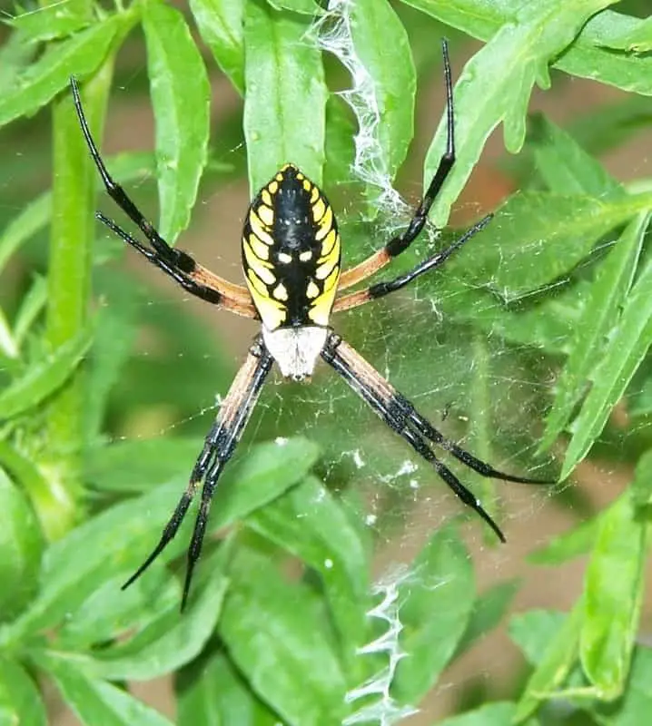 Black and Yellow Arigope Spider in web