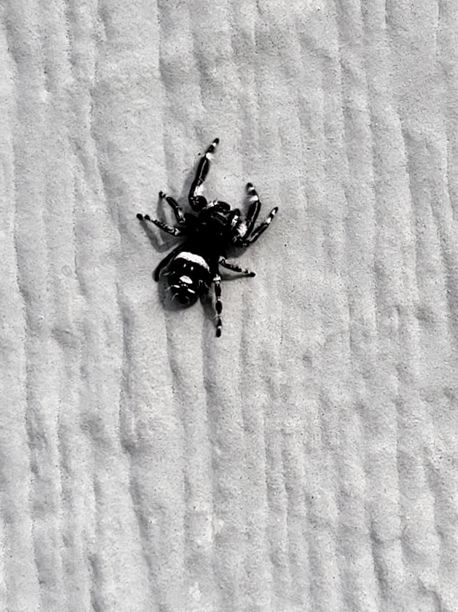 Phidippus Regius Regal Jumping Spider USA Spiders