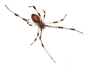 Latrodectus Geometricus – Brown Widow