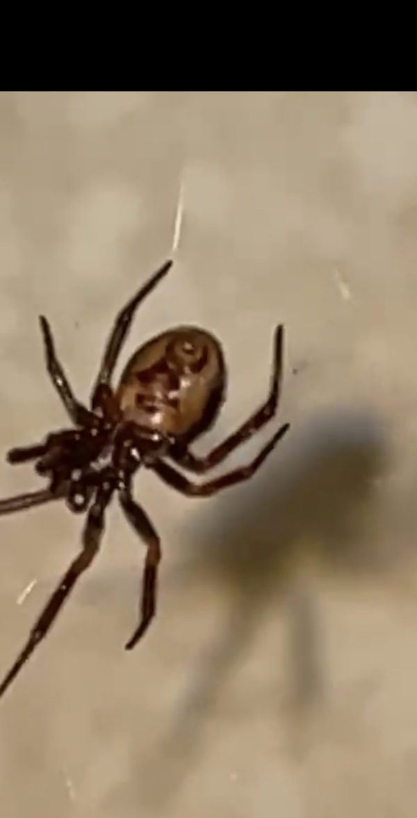 Steatoda Bipunctata Rabbit Hutch Spider USA Spiders