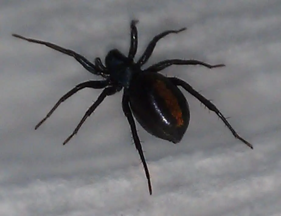 Castianeira descripta spider