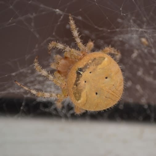 Araneus Gemmoides – Cat-Faced Spider or Jewel Spider