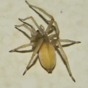 Cheiracanthium Mildei - Northern Yellow Sac Spider