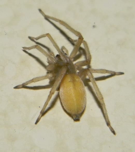 Cheiracanthium Mildei - Northern Yellow Sac Spider picture