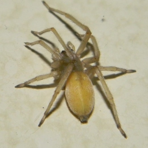 yellow sac spider