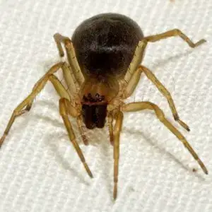 House Spiders in Tyler & Longview