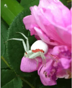 Color change of flower spider