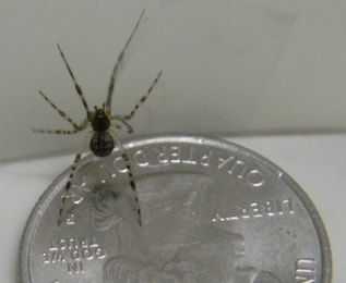 Common House Spider Picture