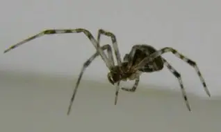 Common or American House spider