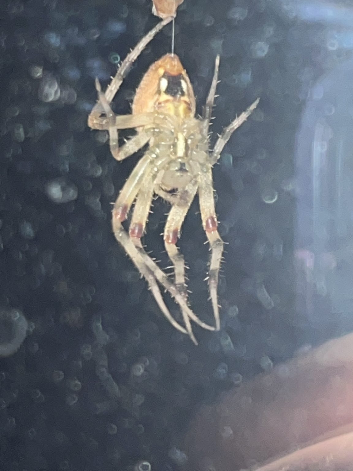 Neoscona Neoscona crucifera - Spotted Orb Weaver - USA Spiders
