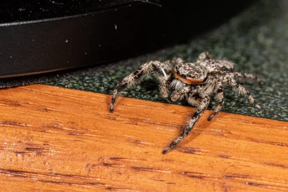 Jumping Spider Closeup