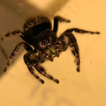 Phidippus audax – Daring Jumping Spider