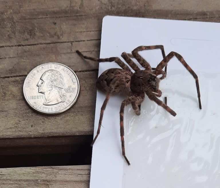 Dark fishing spider by Barbra from Bauxite, Arkansas