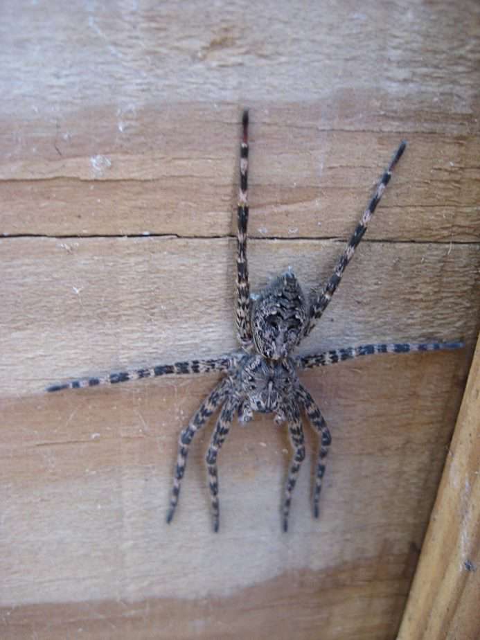 Dolomedes tenebrosus dark fishing spider found by Richard
