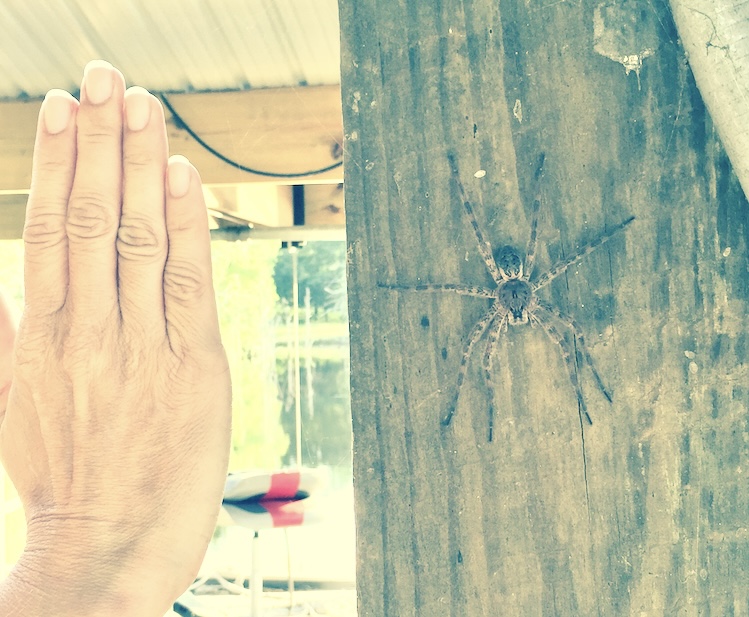 Dolomedes tenebrosus size comparison with hand by Rene found in Texas