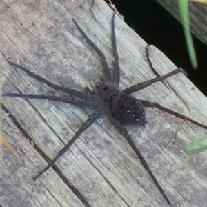 Dolomedes - Fishing Spider - USA Spiders