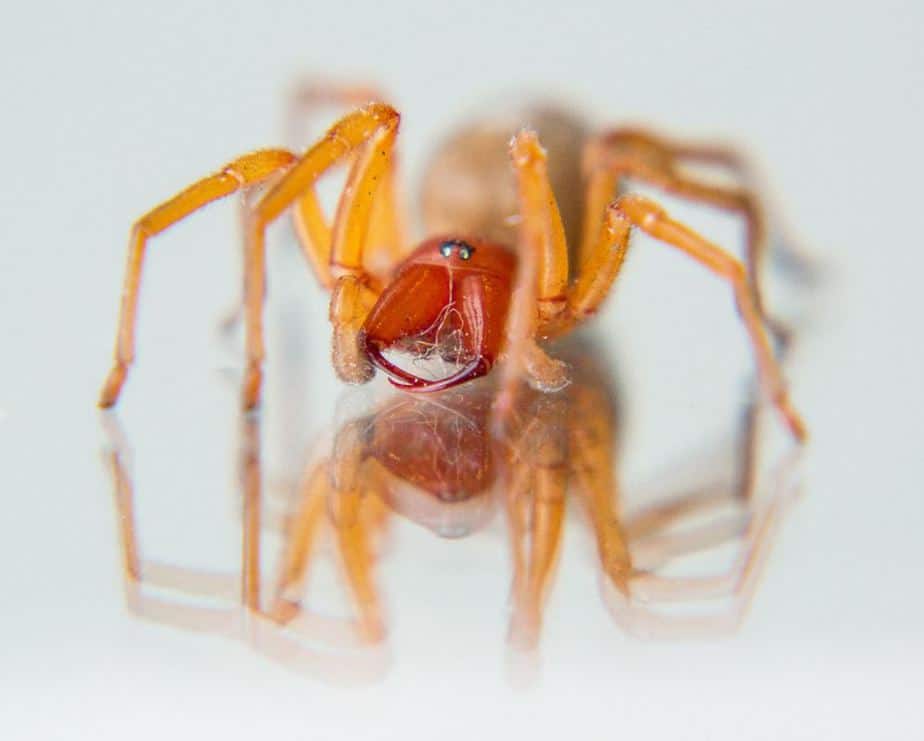 Dysdera crocata woodlouse hunter closeup eyes high resolution