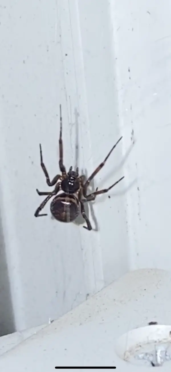 Steatoda Bipunctata Rabbit Hutch Spider USA Spiders