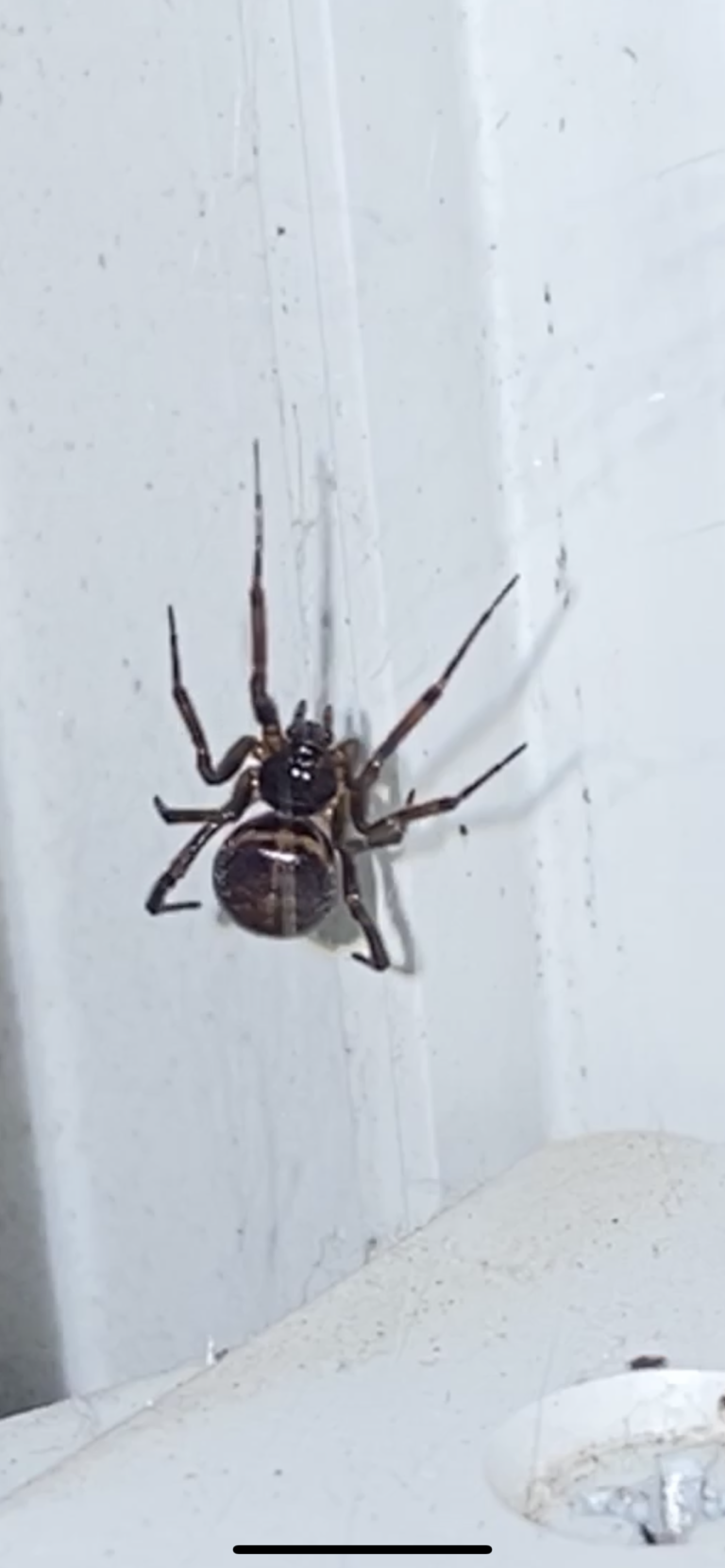 Steatoda Bipunctata Rabbit Hutch Spider USA Spiders