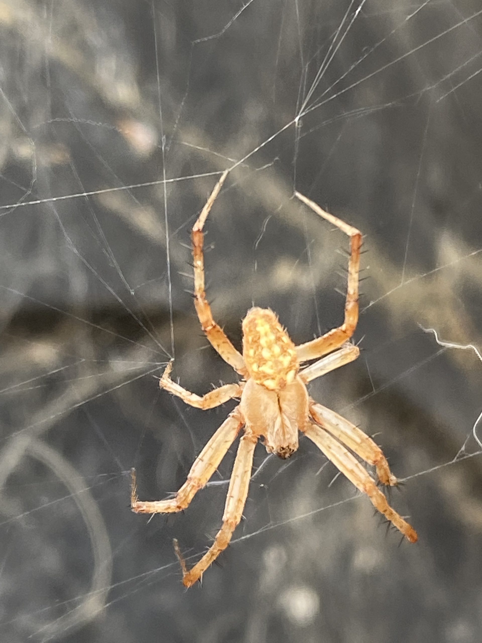 Neoscona Western Spotted Orb Weaver – Neoscona Oaxacensis - USA Spiders