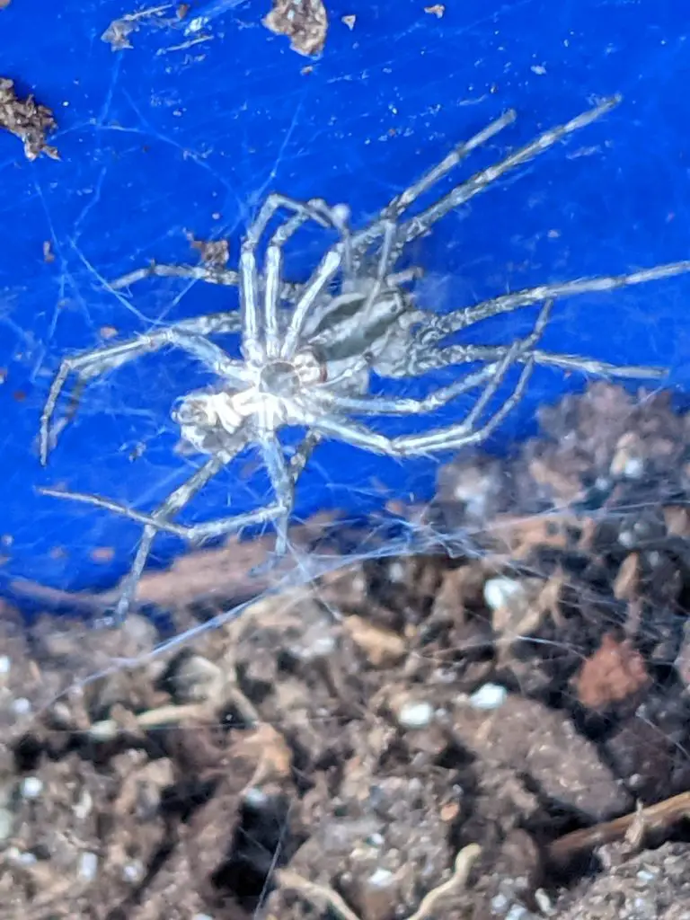 Exosceleton of a grass spider- Submitted by Jaye Bird
