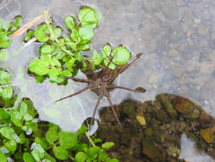 Fishing Spider found in the water Derek Virginia