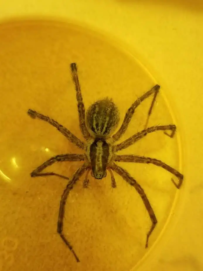 Grass spider found by Gabriel in October 2020 brown spider with dark longitudinal stripes