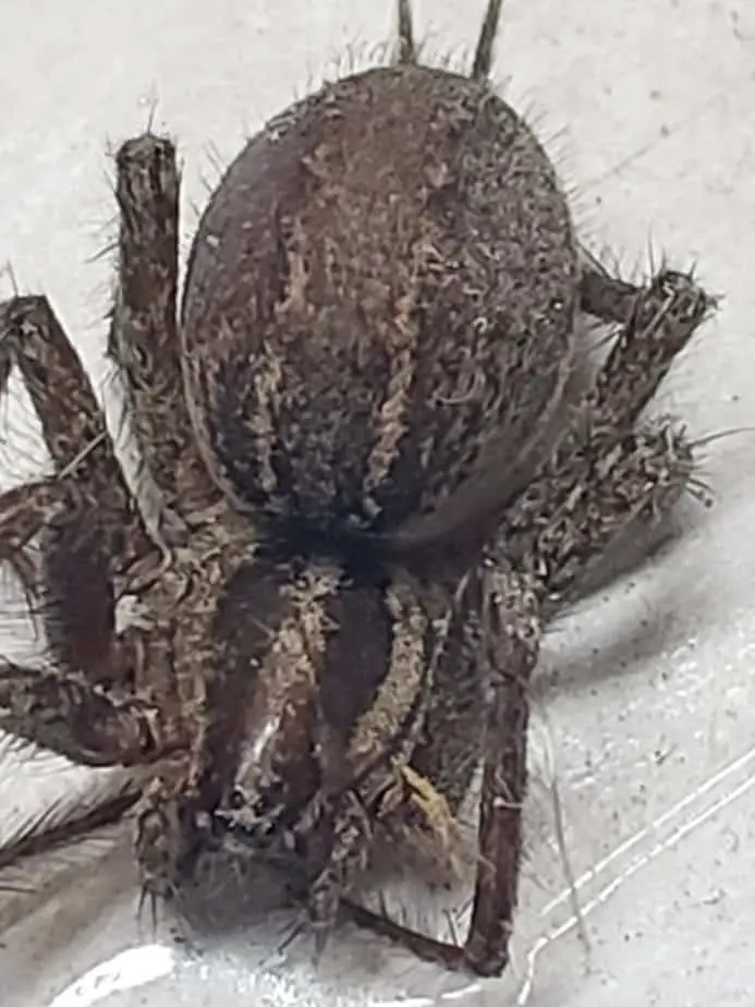 Gravid female Agelenopsis grass spider dark brown with lighter stripes found in Sioux Falls South Dakota