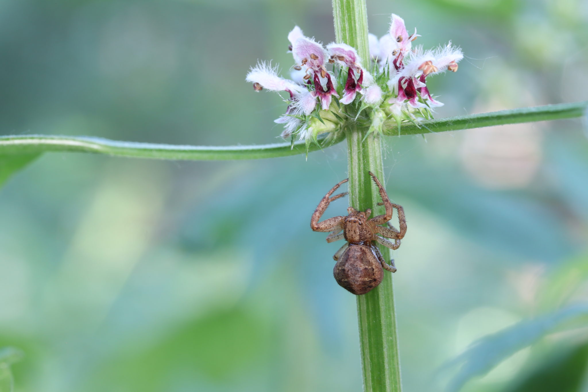 Xysticus Funestus - Deadly Ground Crab Spider - USA Spiders