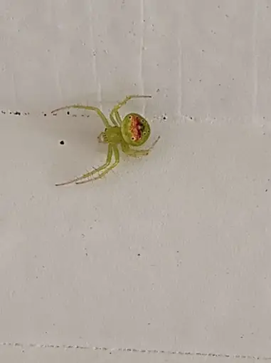 Black-and-Yellow Argiope Egg Sacs  Naturally Curious with Mary Holland