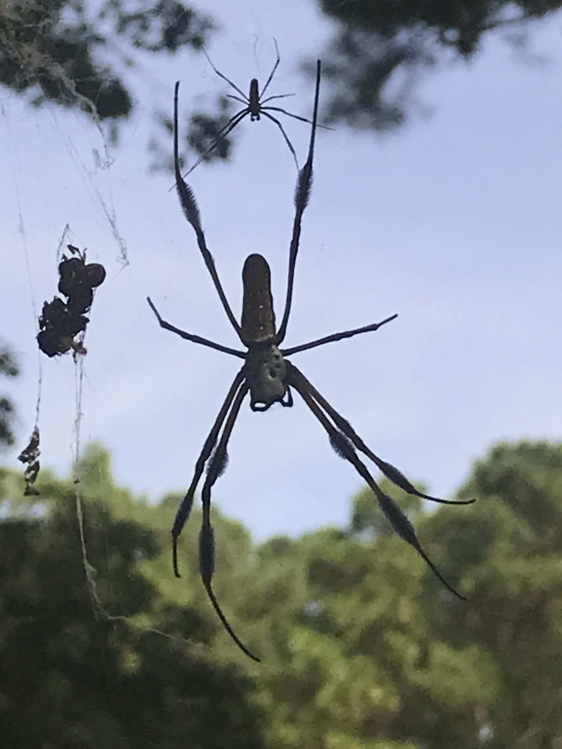 Trichonephila Clavipes - Banana Spider - USA Spiders