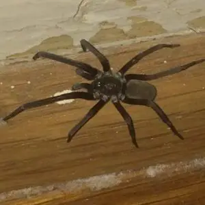 Kukulcania Hibernalis - Southern House Spider