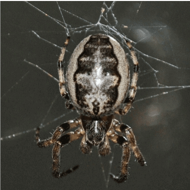 Larinioides Cornutus – Furrow Spider