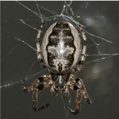 Larinioides Cornutus - furrow orb weaver