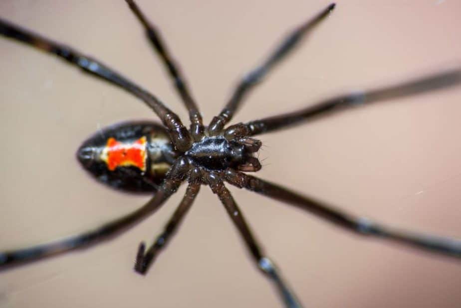 Latrodectus mactans Southern black widow female closeup high resolution dorsal below