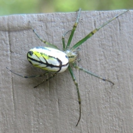 Leucauge venusta Colorful orchard spider