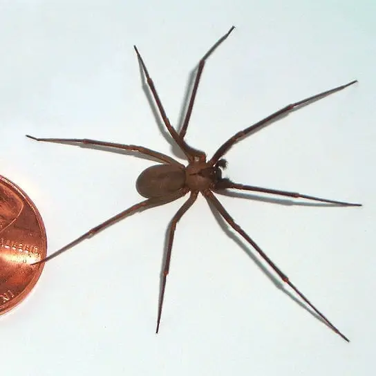 Loxosceles reclusa - brown recluse spider full body picture