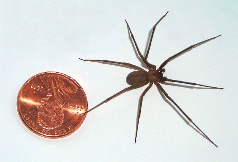 Loxosceles reclusa - brown recluse spider size comparison - Kopie