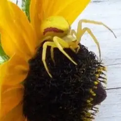 Misumena – Flower Crab Spider