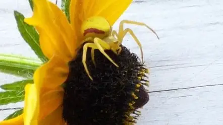 Misumena vatia goldenrod crab spider on a sun flower