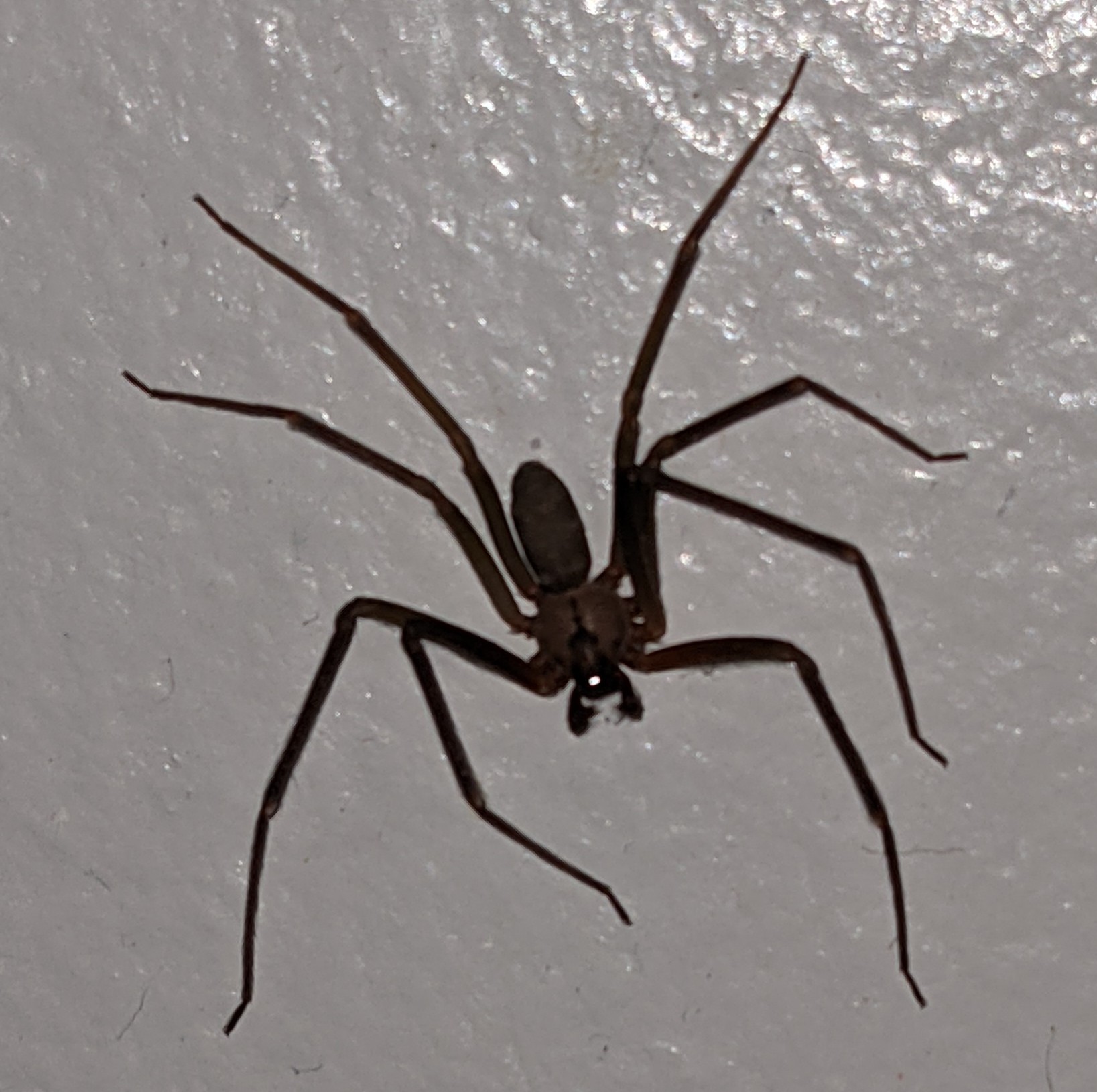 Frontinella Pyramitela - Bowl and Doily Spider - USA Spiders