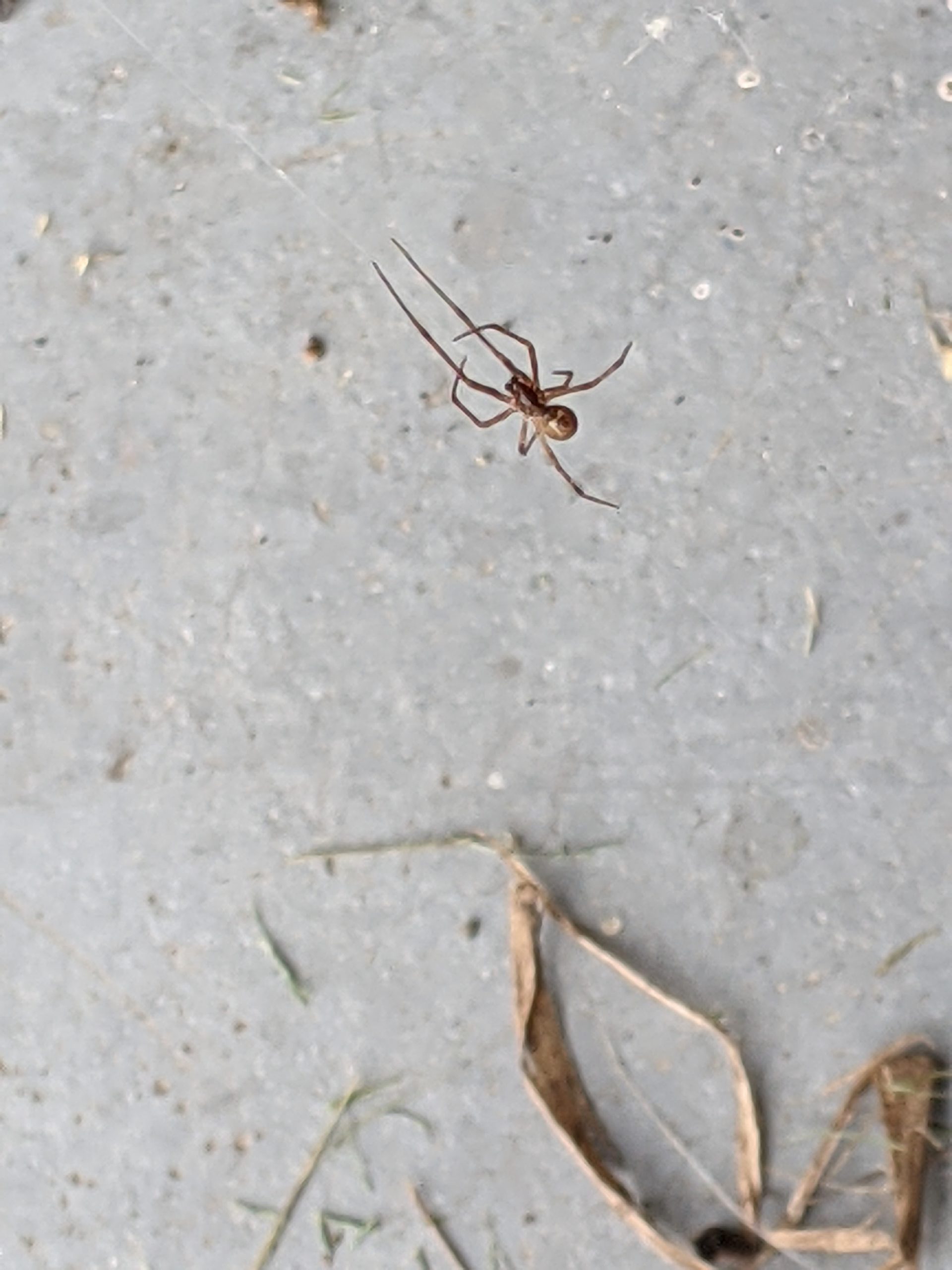 This Spider Is Smaller Than Your Fingernail...Seriously! - 7hzt9xn