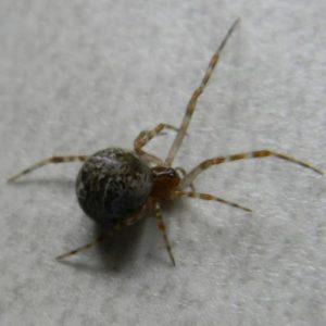 The common spiders of the United States. Spiders. thp: attid^ 57