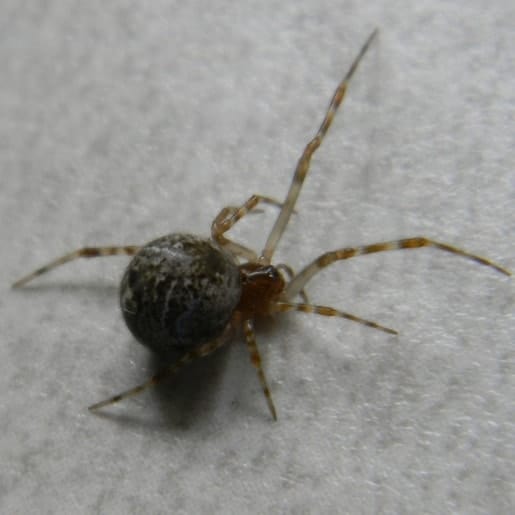 Common house spider - Parasteatoda tepidariorum 