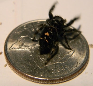 Phidippus audax - Daring Jumping Spider