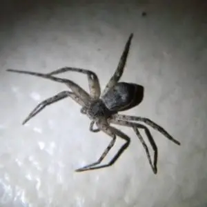 Philodromus - Running Crab Spider