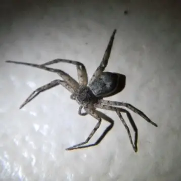 Philodromus – Running Crab Spider