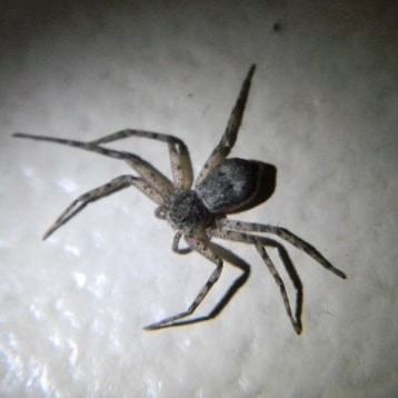 Philodromus - Running Crab Spider