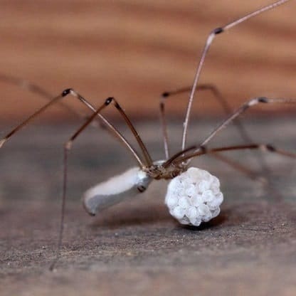 cellar spider daddy long legs oval body