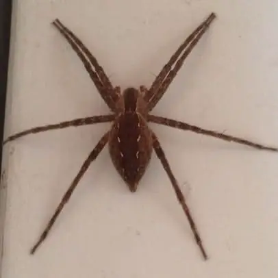 Pisaurina Mira – American Nursery Web Spider